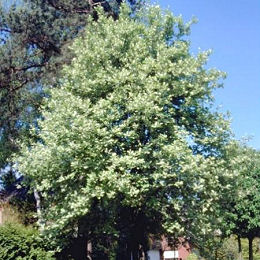 Serbal morisco - mostajo - Sorbus aria