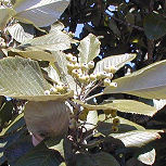 Serbal morisco - mostajo - Sorbus aria