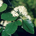 Serbal morisco - mostajo - Sorbus aria