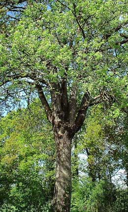 Serbal dom�stico o azarolo - Sorbus domestica