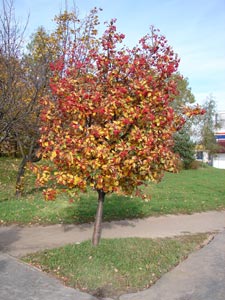 Serbal de Suecia � Sorbus intermedia