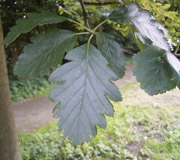 Serbal de Suecia � Sorbus intermedia - Follaje