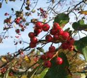 Serbal de Suecia � Sorbus intermedia - Frutas