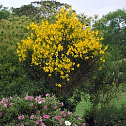 Gayomba - retama de olor - Spartium junceum