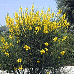 Gayomba - retama de olor - Spartium junceum