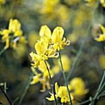 Gayomba - retama de olor - Spartium junceum