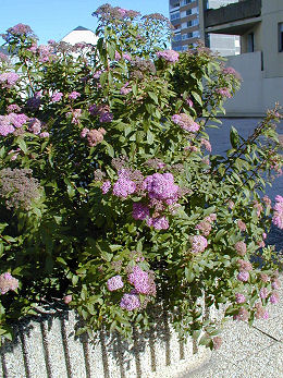 Espirea - corona de novia roja - Spirea x bumalda