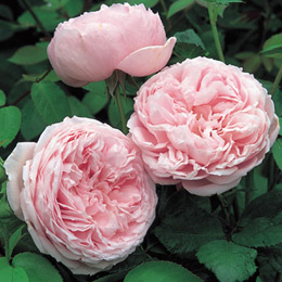 Rosal Spirit of Freedom (Ausbite)