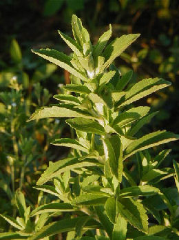 Hierba dulce - Stevia rebaudiana