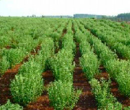 Hierba dulce - Stevia rebaudiana