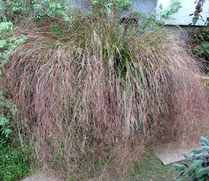 Stipa arundinacea - Stipa arundinacea