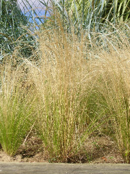 Esparto 'Pony Tails' - Stipa tenuissima 'Pony Tails'