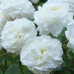 Rosal Susan Williams-Ellis (Ausquirk)