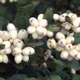 Bolita de nieve - Symphoricarpos albus