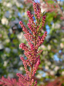 Tamariz de Primavera - Tamarix tetrandra