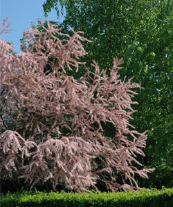 Tamariz de Primavera - Tamarix tetrandra