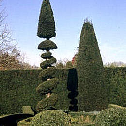 Tejo - Taxus baccata
