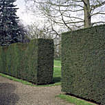  Tejo - Taxus baccata