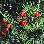  Tejo - Taxus baccata