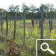 Phyllostachys Aureosulcata F. Aureocaulis