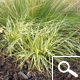 Carex 'evergold' - Carex oshimensis 'Evergold'