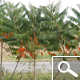 Zumaque de Virginia o rus o rustifina - Rhus typhina