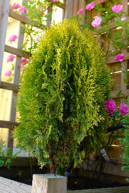 Tuya de China 'Aurea Nana' - Thuja orientalis 'Aurea Nana'