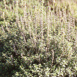 Tomillo limonero - Thymus citriodorus