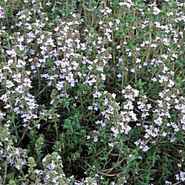 Tomillo o tremoncillo - Thymus vulgaris