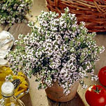 Tomillo o tremoncillo - Thymus vulgaris