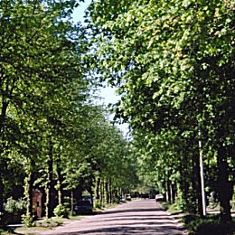 Tilo de hojas peque�as - tilo silvestre - Tilia cordata 