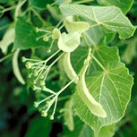 Tilo de hojas peque�as - tilo silvestre - Tilia cordata 