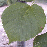 Tilo de hojas peque�as - tilo silvestre - Tilia cordata 