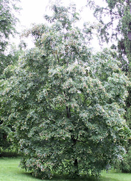 Tilo de Mongolia - Tilia mongolica