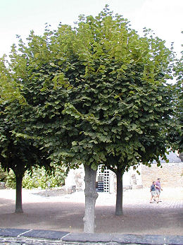 Tilo de hojas grandes - tilo de Holanda - Tilia platyphyllos