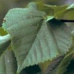 Tilo de hojas grandes - tilo de Holanda - Tilia platyphyllos