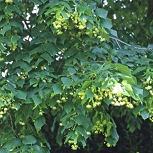 Tilo de hojas grandes - tilo de Holanda - Tilia platyphyllos