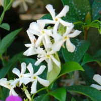 Jazm�n estrellado - Trachelospermum jasmino�des - Flores