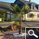 Palmera de Fortune - Trachycarpus fortunei ou chamaerops fortunei Palmera de Fortune - Trachycarpus fortunei ou chamaerops fortunei
