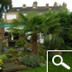 Palmera de Fortune - Trachycarpus fortunei ou chamaerops fortunei Palmera de Fortune - Trachycarpus fortunei ou chamaerops fortunei