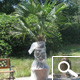 Palmera de Fortune - Trachycarpus fortunei ou chamaerops fortunei Palmera de Fortune - Trachycarpus fortunei ou chamaerops fortunei