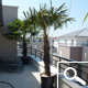 Palmera de Fortune - Trachycarpus fortunei ou chamaerops fortunei Palmera de Fortune - Trachycarpus fortunei ou chamaerops fortunei