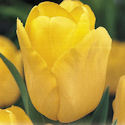 Tulipn Golden Present