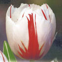 Tulipn Happy Generation