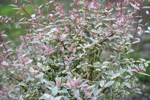 Guayabo de Chile 'Flambeau' - Ugni molinae 'Flambeau'