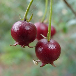 Uñi - Murta - Mutilla - Ugni molinae - Myrtus ugni molinae