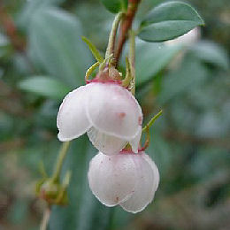 Uñi - Murta - Mutilla - Ugni molinae - Myrtus ugni molinae