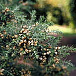 Tojo - Ulex europaeus