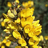 Tojo - Ulex europaeus