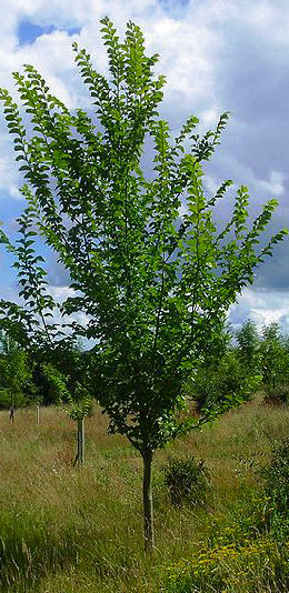 Olmo Lutèce® 'Nanguen' - Ulmus Lutèce® 'Nanguen'